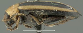 Media type: image;   Entomology 4410 Aspect: habitus lateral view